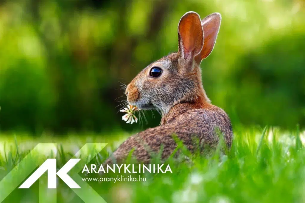 Aranyklinika will be closed between April 7-10!