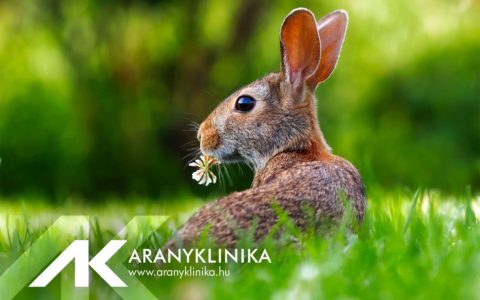 Aranyklinika will be closed between April 7-10!