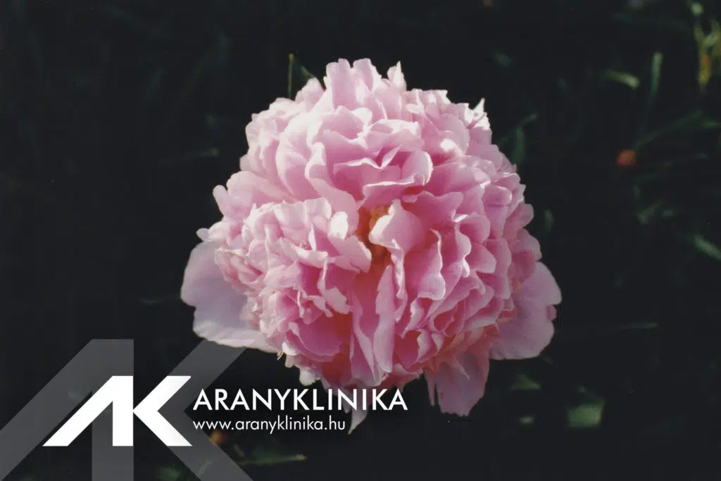 Aranyklinika will be closed on May 29!