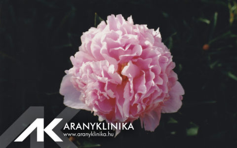 Aranyklinika will be closed on May 29!